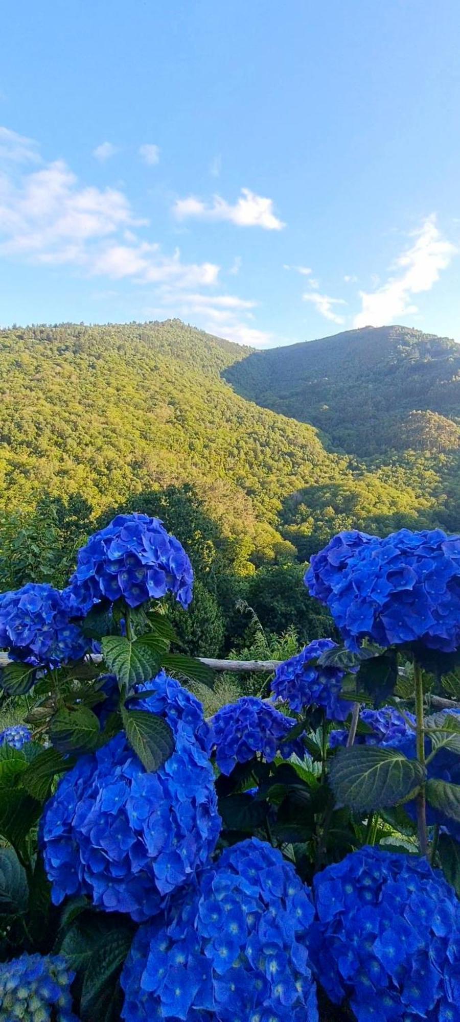 Apartamentos Rurales El Bosque De Las Vinas Boal Exteriér fotografie