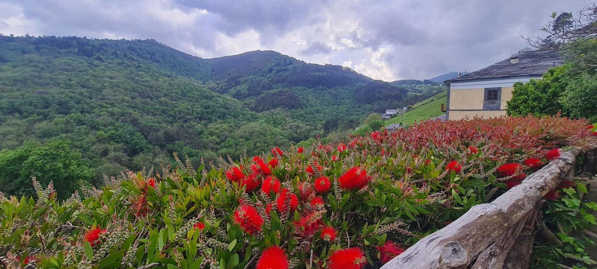 Apartamentos Rurales El Bosque De Las Vinas Boal Exteriér fotografie